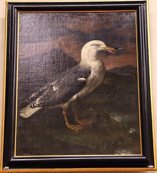 gabbiano con sardina nel becco, 1721, Bartolomeo Bimbi
