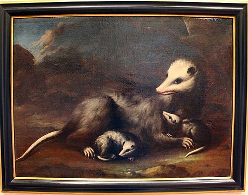 opossum con due piccoli, , Bartolomeo Bimbi