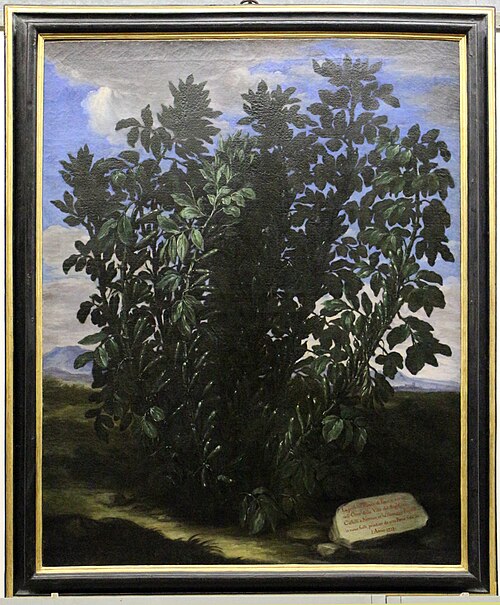 pianta di fave prodigiosa, , Bartolomeo Bimbi