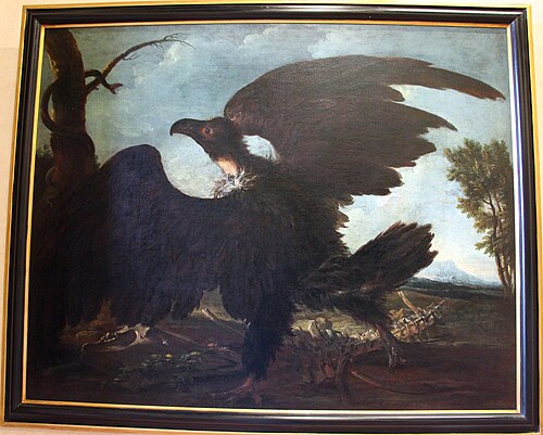 avvoltoio con carcassa e serpente, , Bartolomeo Bimbi