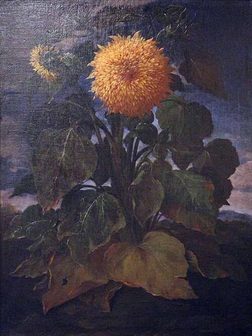 Girasole, 1721, Bartolomeo Bimbi