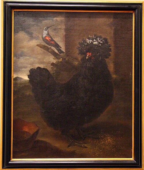 gallina nera e picchio muraiolo, 1721, Bartolomeo Bimbi
