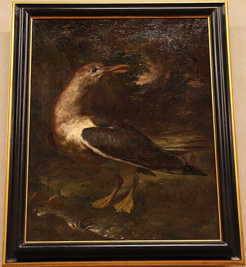gabbiano con anguilla nel becco, 1722, Bartolomeo Bimbi