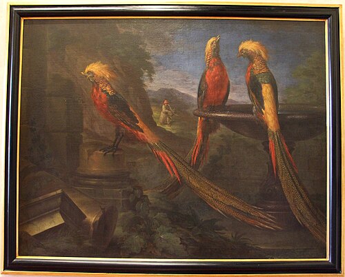 fagiano dorato della cina in tre vedute, 1708, Bartolomeo Bimbi