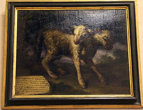 agnello con due teste, , Bartolomeo Bimbi