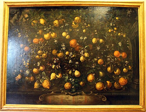 Oranges, citrons verts, citrons et lumie, 1715, Bartolomeo Bimbi