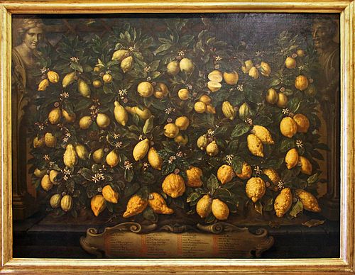 cedri e limoni, 1715, Bartolomeo Bimbi