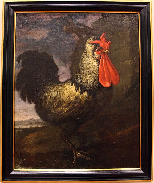Cock, 1721, Bartolomeo Bimbi