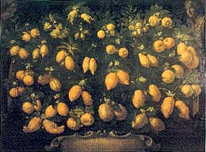 Citrus (II), 1715, Bartolomeo Bimbi