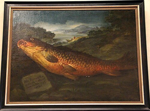 pesce reina, , Bartolomeo Bimbi