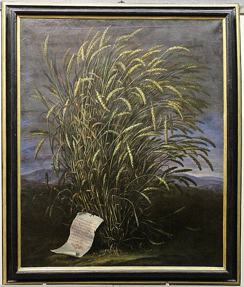 spighe di grano da una setssa pianta, 1713, Bartolomeo Bimbi