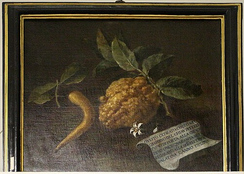 cedrato, 1727, Bartolomeo Bimbi