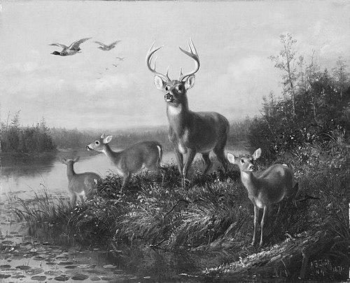 On the Qui Vive, Buck and Three Does, 1871, Arthur Fitzwilliam Tait