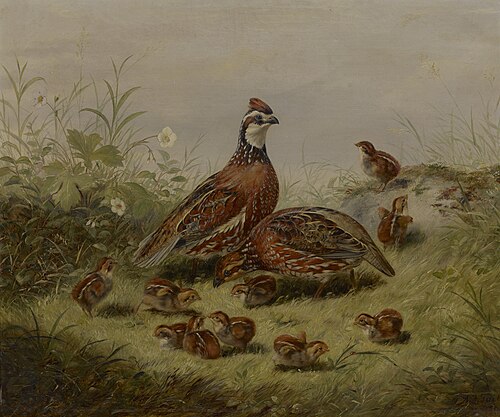 Quail and Young, 1856, Arthur Fitzwilliam Tait