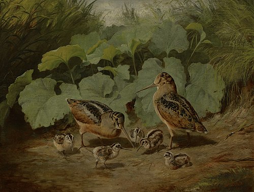 Bécasses et leurs jeunes, 1862, Arthur Fitzwilliam Tait