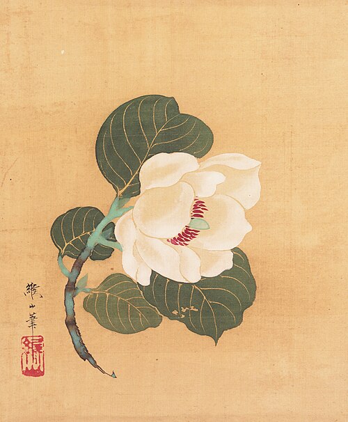 Camellia japonica, , Nonoyama Kozan