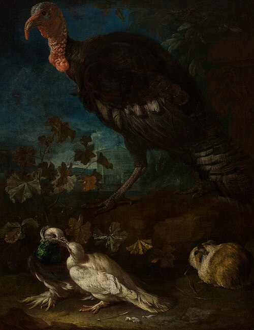 Turkeycock, 1713, Frans Werner Tamm