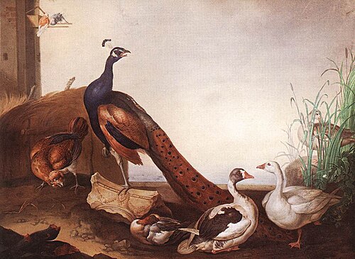 Peacock with Geese and Hen, , Jakob Bogdani