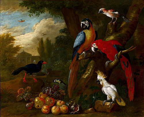 Two Macaws, a Cockatoo and a Jay, with Fruit, 1710, Jakob Bogdani