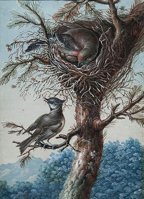 Greater Redpole and crested titmous; Bluethroat, , Christoph Ludwig Agricola
