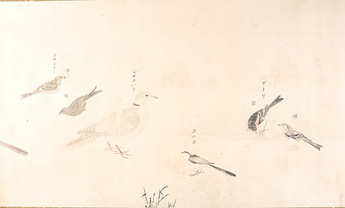 Sketches of 41 Japanese Birds (Gunkin shasei zukan), , Satake Yoshiatsu
