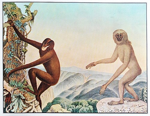 Der Siamang, 1883, Aloys Zötl