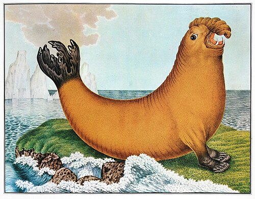 Der See-Elefant, , Aloys Zötl