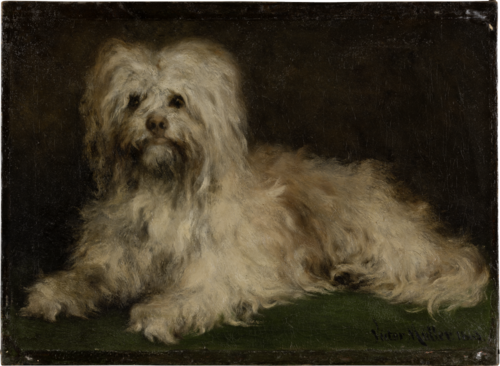 Pinscher Puss, 1863, Victor Müller