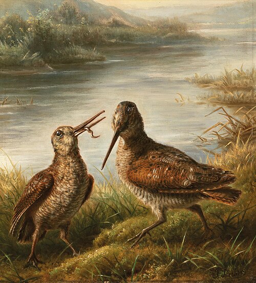 Two snipes on the river bank, , Carl Friedrich Deiker