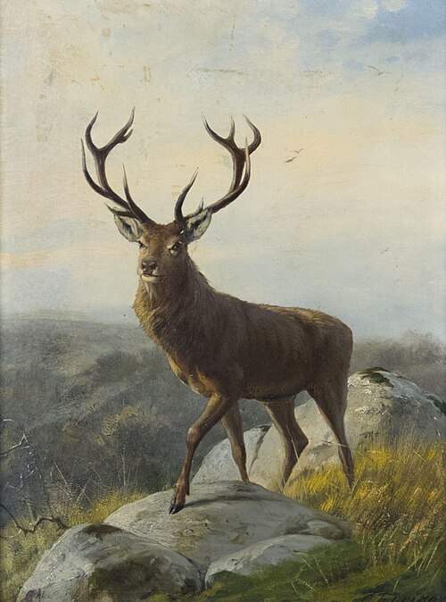 Deer, , Carl Friedrich Deiker