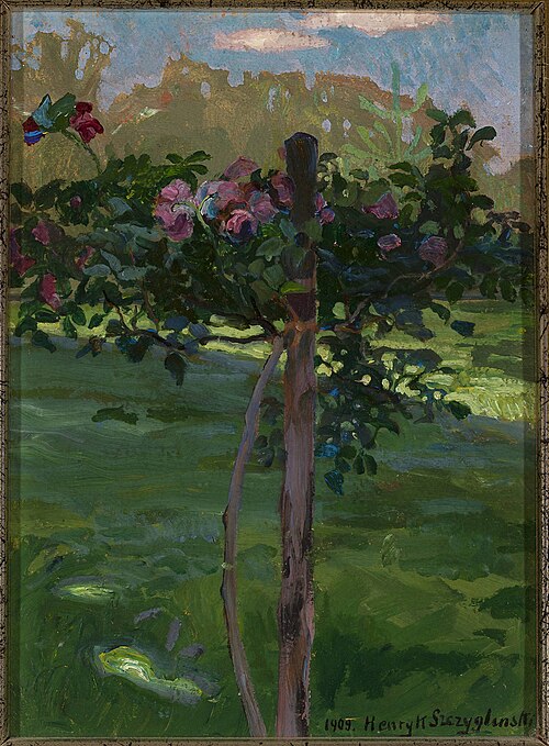 Rose shrub, 1909, Henryk Szczyglinski