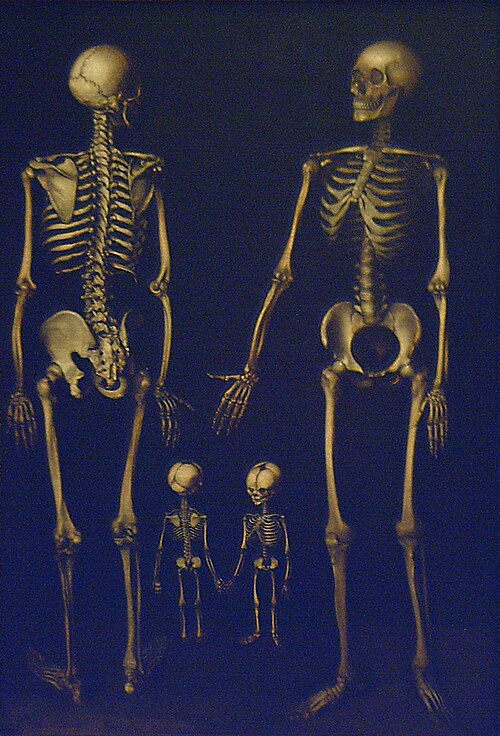 Skeleton Family, 1800, José López Enguídanos
