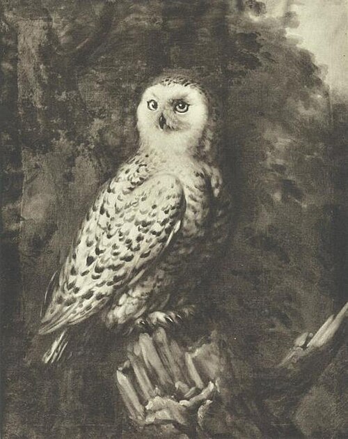 Fjälluggla, 1690, David Klöcker Ehrenstrahl