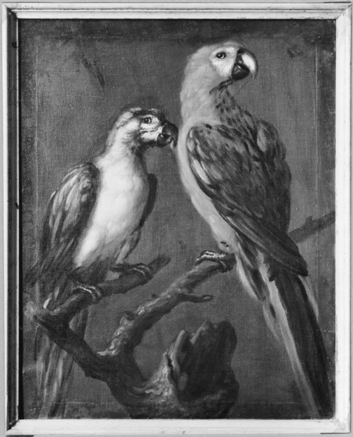Deux perroquets, 1696, David Klöcker Ehrenstrahl