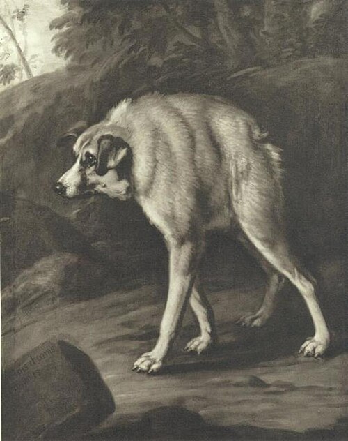 Deformed dog, 1668, David Klöcker Ehrenstrahl
