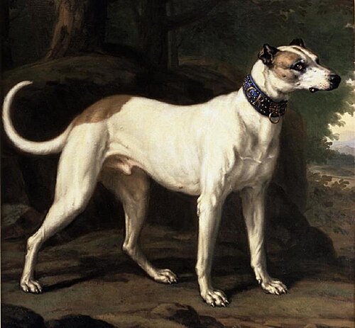 Turck, a Hound Belonging to King Karl XI, 1686, David Klöcker Ehrenstrahl