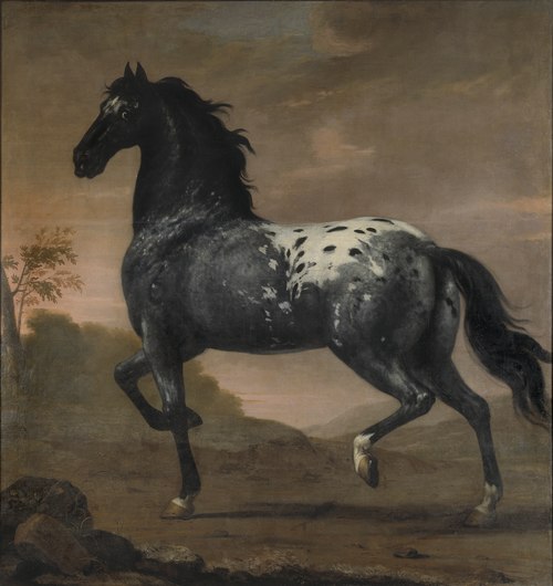 Karl XI:s livhäst Blå Tigern, 1673, David Klöcker Ehrenstrahl