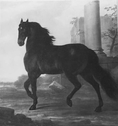 Karl XI:s livhäst Monarcha, 1684, David Klöcker Ehrenstrahl
