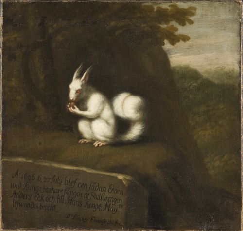 Écureuil blanc dans un paysage, 1696, David Klöcker Ehrenstrahl