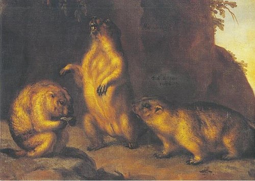 Marmot, 1682, David Klöcker Ehrenstrahl