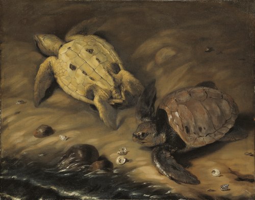Turtle, 1690, David Klöcker Ehrenstrahl