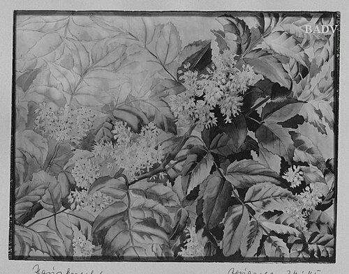 Blumenbild, Winterlorbeer, 1938, Rudolf Haus