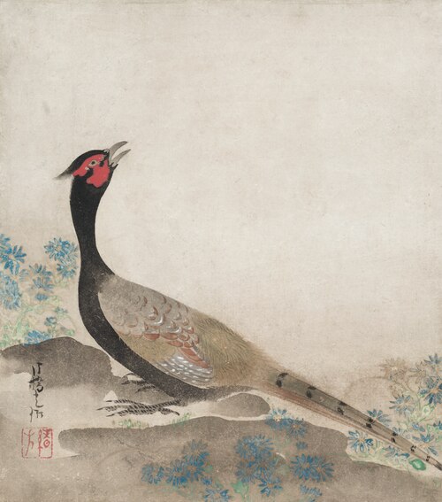 Pheasant, 1687, Ogata Kōrin