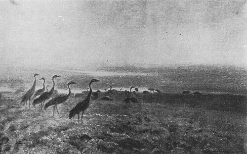 A Flock of Cranes at Dawn, 1910, Józef Chełmoński