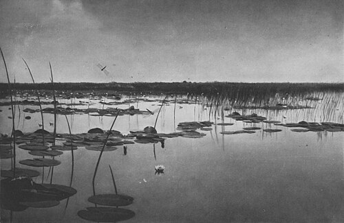 Staw. Lilie wodne, , Józef Chełmoński