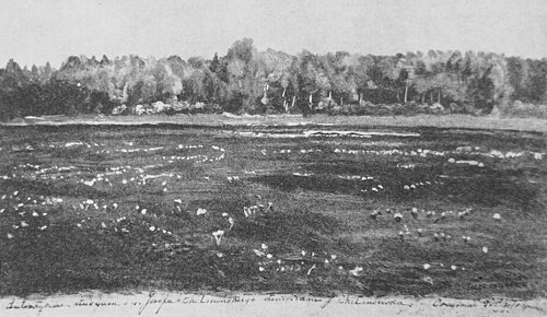 Kaczeńce, 1900, Józef Chełmoński