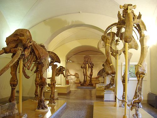 Museo di Storia Naturale di Firenze