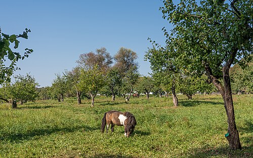 Yasnaya Polyana